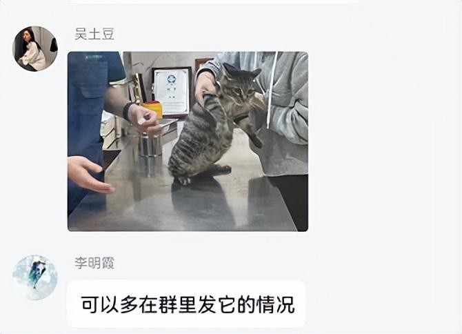 我用自己猫的血救活了一只流浪猫