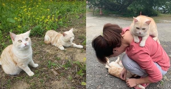 阿嫲缝了个大口袋把猫咪直接装进去背着干活都不喊累