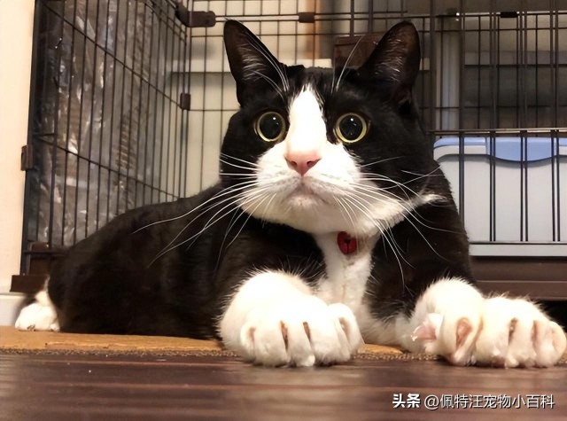 晚上睡觉把猫咪关笼子里好还是不关笼子好