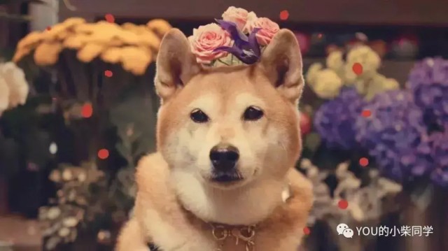 曾被培育为狩猎犬的柴犬你了解吗