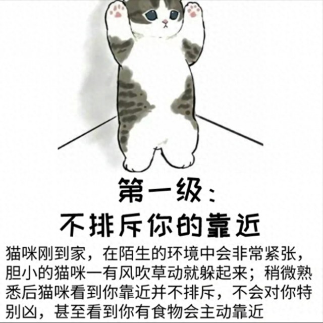 猫爱你的程度“分6级”，大多停留在“5级”，你的猫在几级