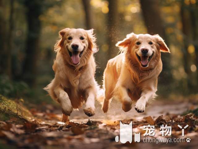 杭州逗柴屋：柴犬犬舍，卖的狗子真的这么可爱吗?