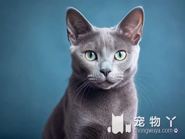 猫咪打完疫苗后需要注意什么?