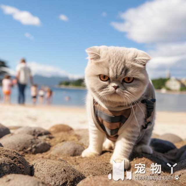 猫咪口炎多年未愈，洗牙、吃药无效？温州瑞派宠物医院猫专科治疗效果如何?