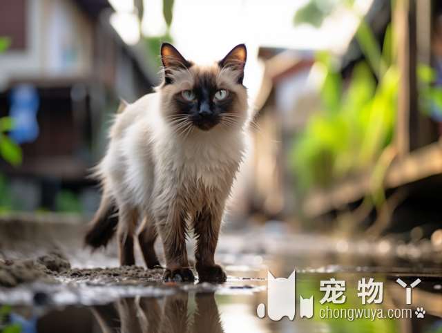 温州萌奇奇宠物生活馆：猫咪洗澡接送贴心，店里的猫猫超可爱!